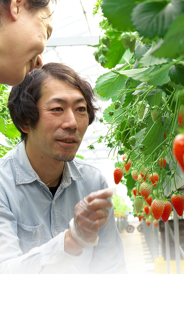 いちご農家 都築さん